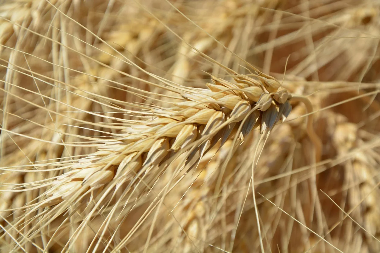 Wheat leaves representing agriculture coverage by Kshema,crop insurance, agriculture insurance,