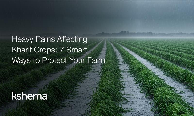 heavy rains, crop loss due to heavy rainfall, how to protect crops from heavy rain, heavy rainfall cotton crop loss, paddy insurance, heavy rain crop loss, heavy rain falling on crops, reason for successful kharif crops, kharif crop protection, farmer advisory heavy rainfall